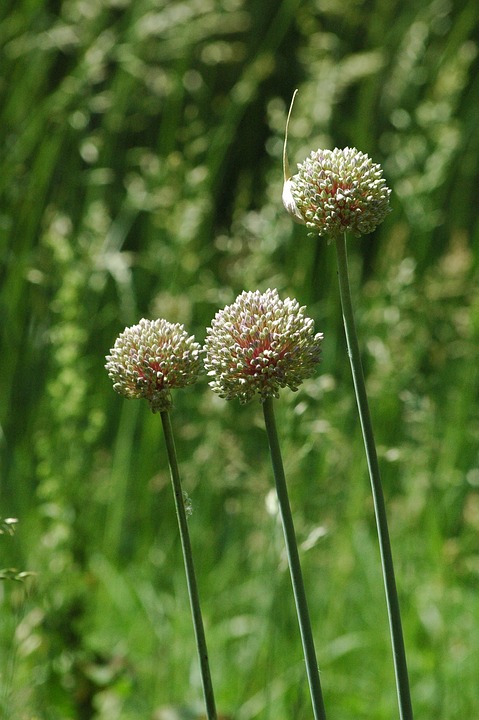 Wild Leak Flower Allium - Free photo on Pixabay - Pixabay