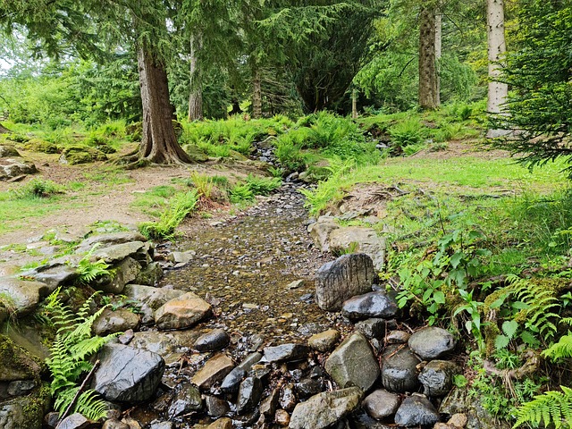 Søområde, Skov, Bæk, Klipper, Natur