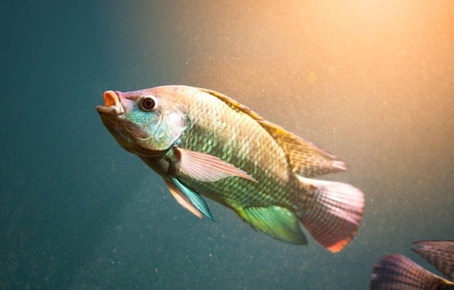 java tilapia -fotos und -bildmaterial in hoher... u_vvwcoe1ghh - Pixabay