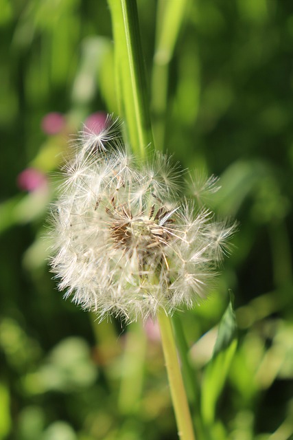 Free Dandelion Spring photo and picture