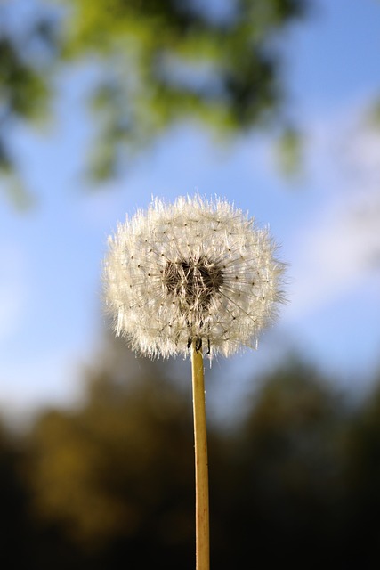 Free Dandelion Spring photo and picture