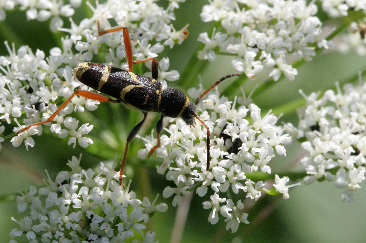 Longhorn Beetle - free online jigsaw puzzle photo