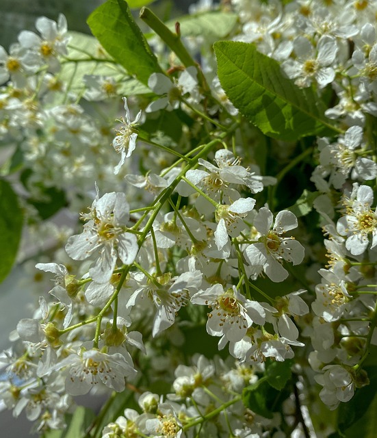 Flores, Árvore De Maçã, Sakura, Bloom