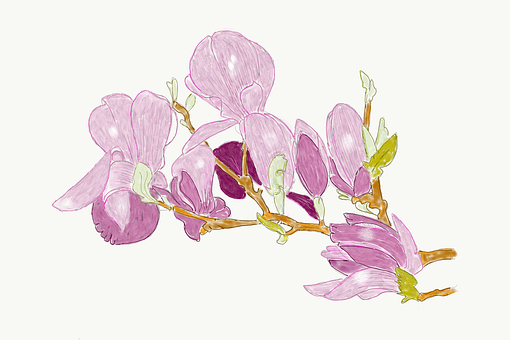Free Magnolia Flowers illustration and picture