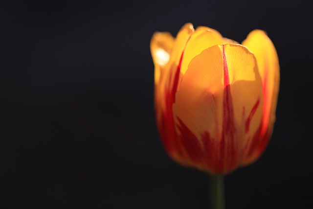 Blumen, Tulpe, Blutenblatter, Bläulich