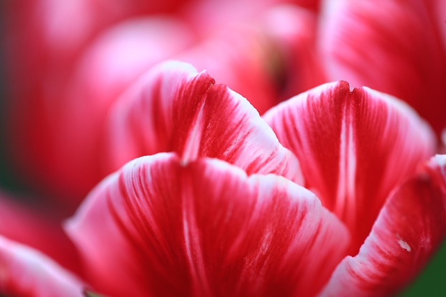 Blume, Tulpe, Blutenblatter, Blau