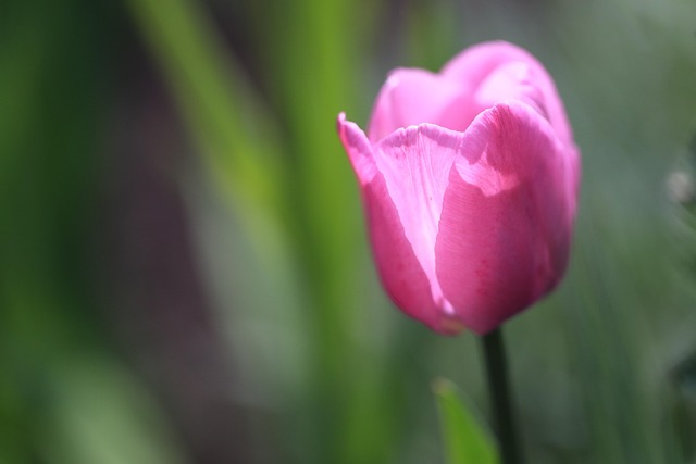 Blumen, Blutenblatter, Tulpen, Pflanzen