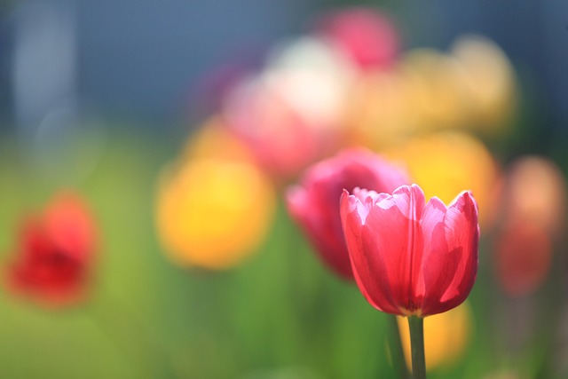 Blumen, Blutenblatter, Tulpen, Pflanzen