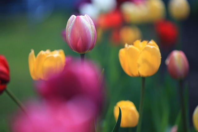 Blumen, Blutenblatter, Tulpen, Pflanzen