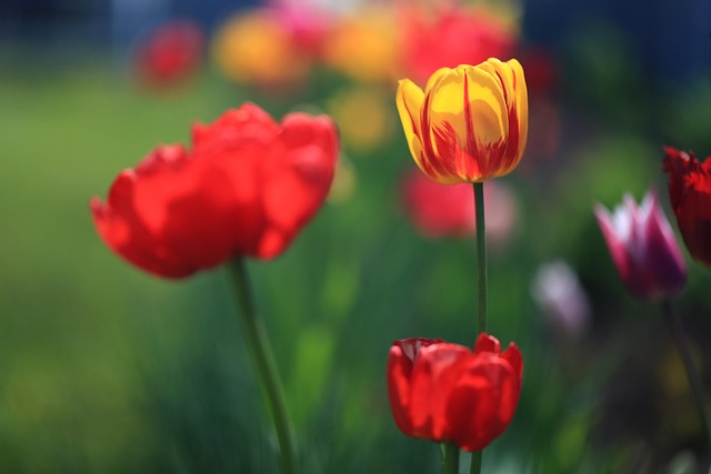 Blumen, Blutenblatter, Tulpen, Pflanzen