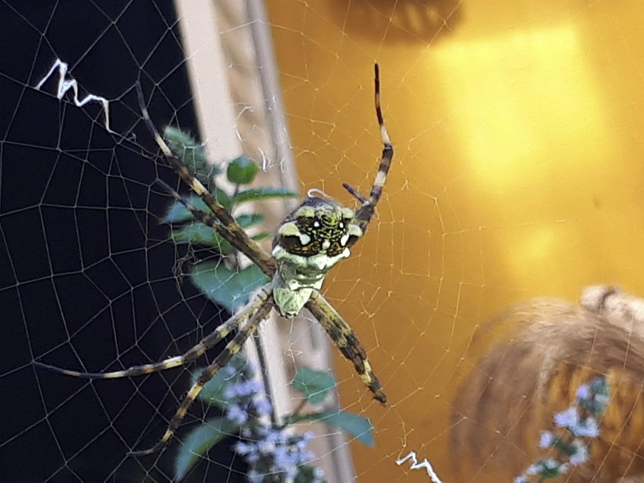 Argiope Argentata Tiger Spider - Free photo on Pixabay - Pixabay