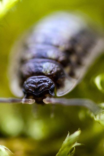 Skovluse Makro, Makro, Dyr, Skov, Natur