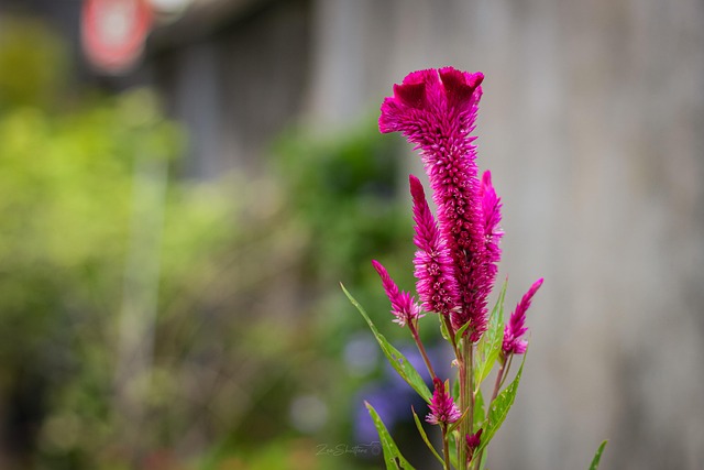 Blume, Brandschopf, Blühen, Natur, Bunt