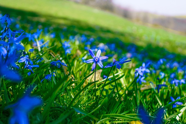 Flores, Relva, Selvagem, Prado