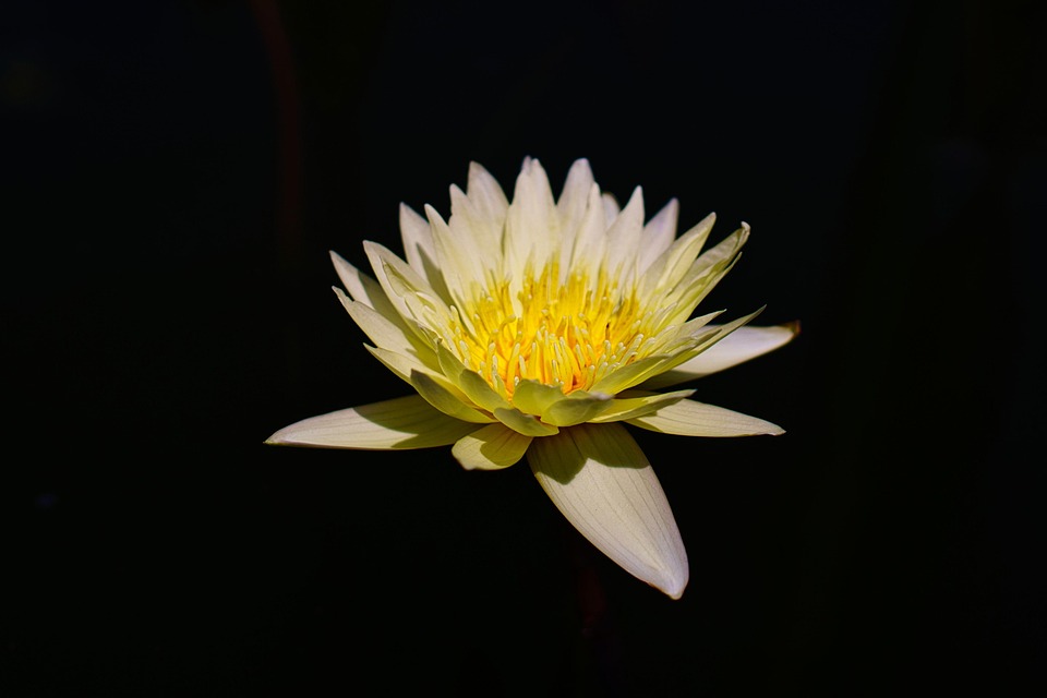 Flower Lotus Bloom Free photo on Pixabay Pixabay