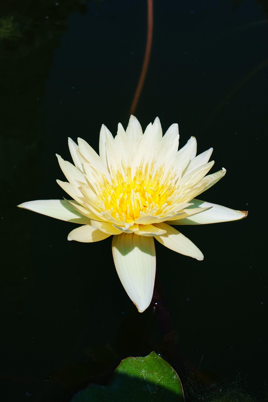 White Lotus Flower Free photo on Pixabay Pixabay