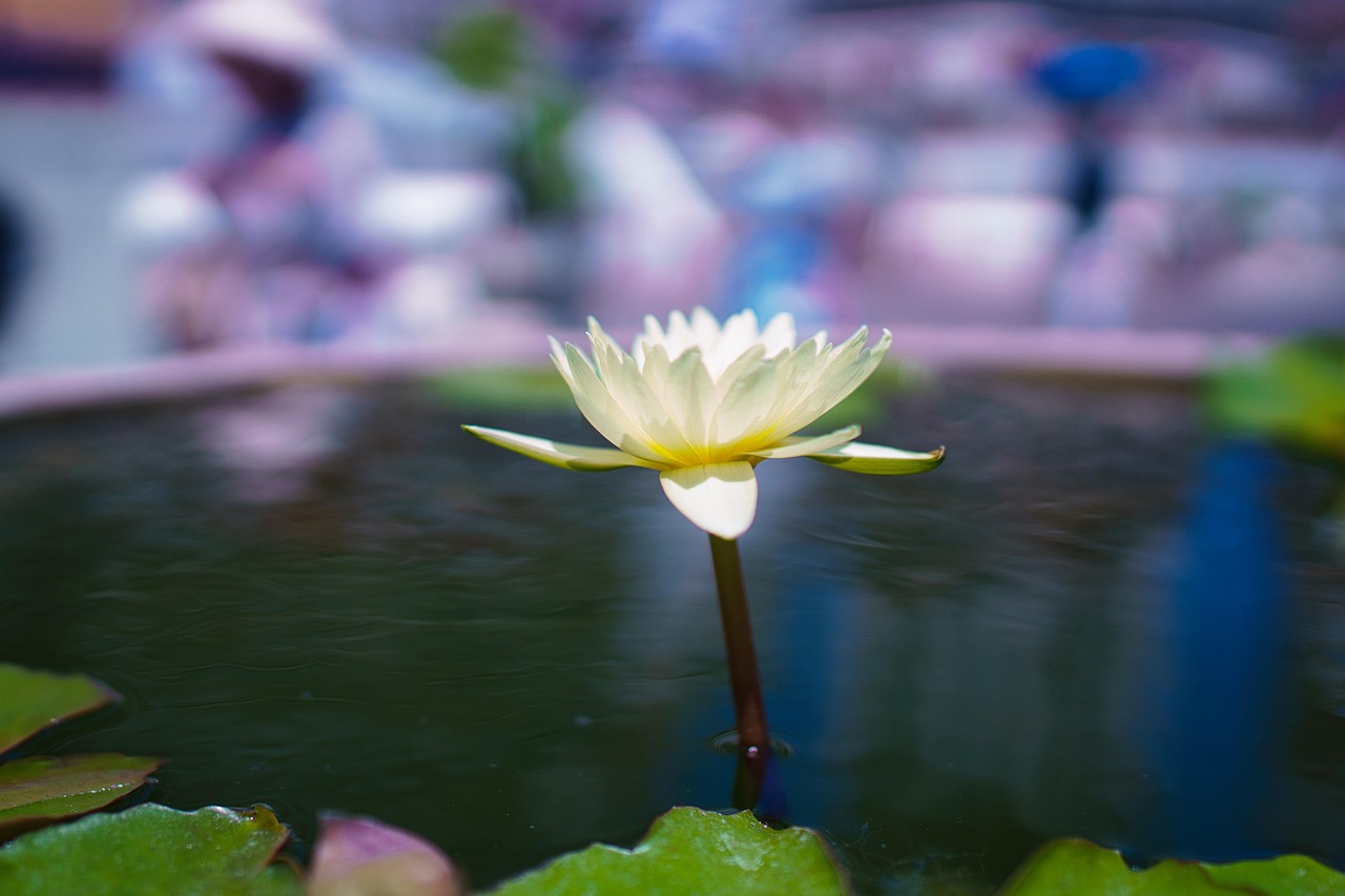 White Lotus Flower Free photo on Pixabay Pixabay