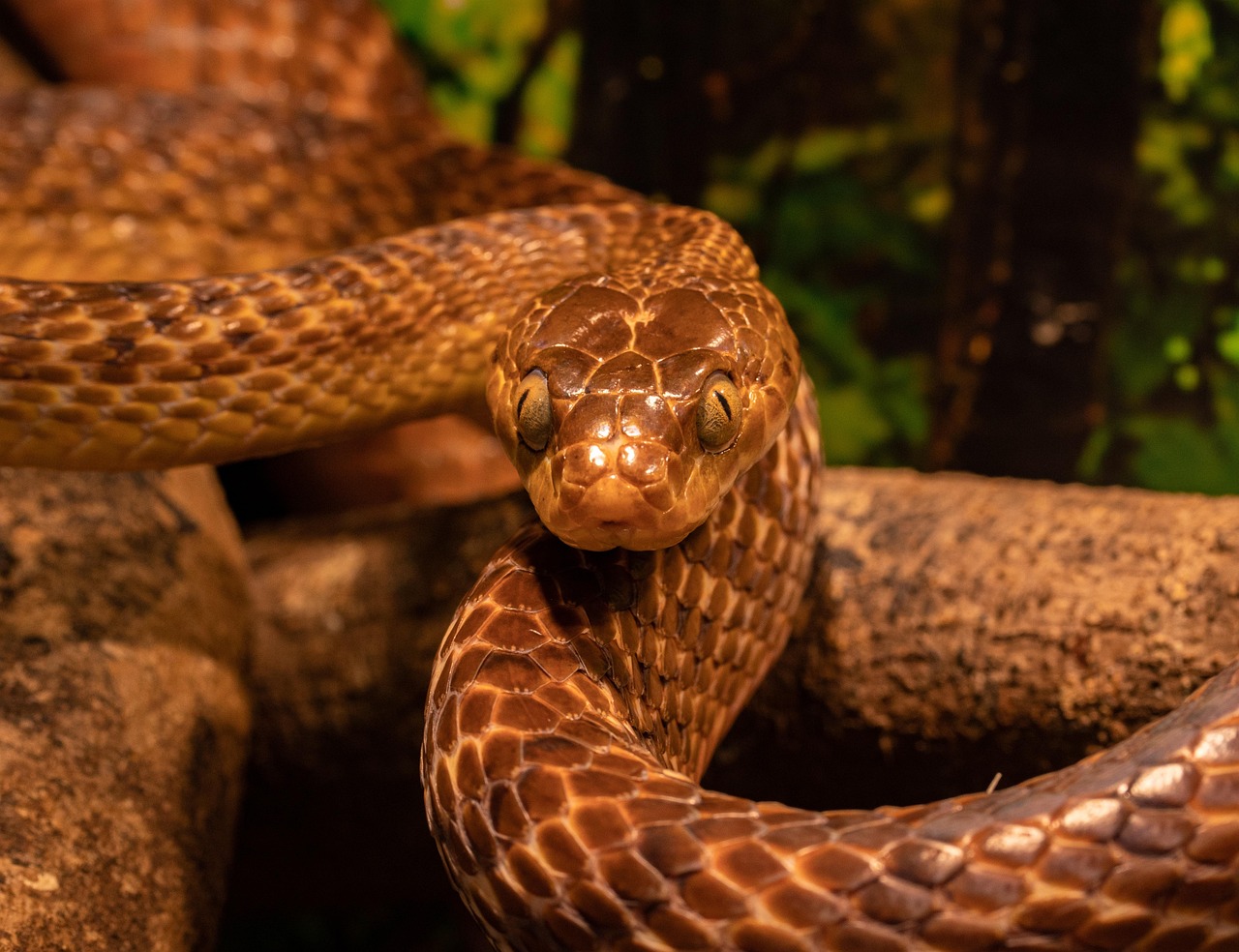 7 000 Free Snake Outline Snake Images Pixabay
