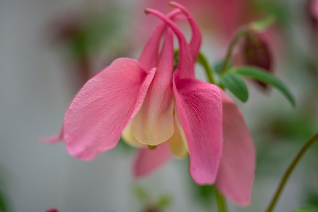 Free Flower Blossom photo and picture
