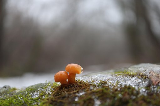 Free Enoki Mushrooms Mushrooms photo and picture