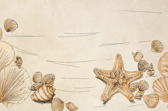Free beach shells seashells illustration
