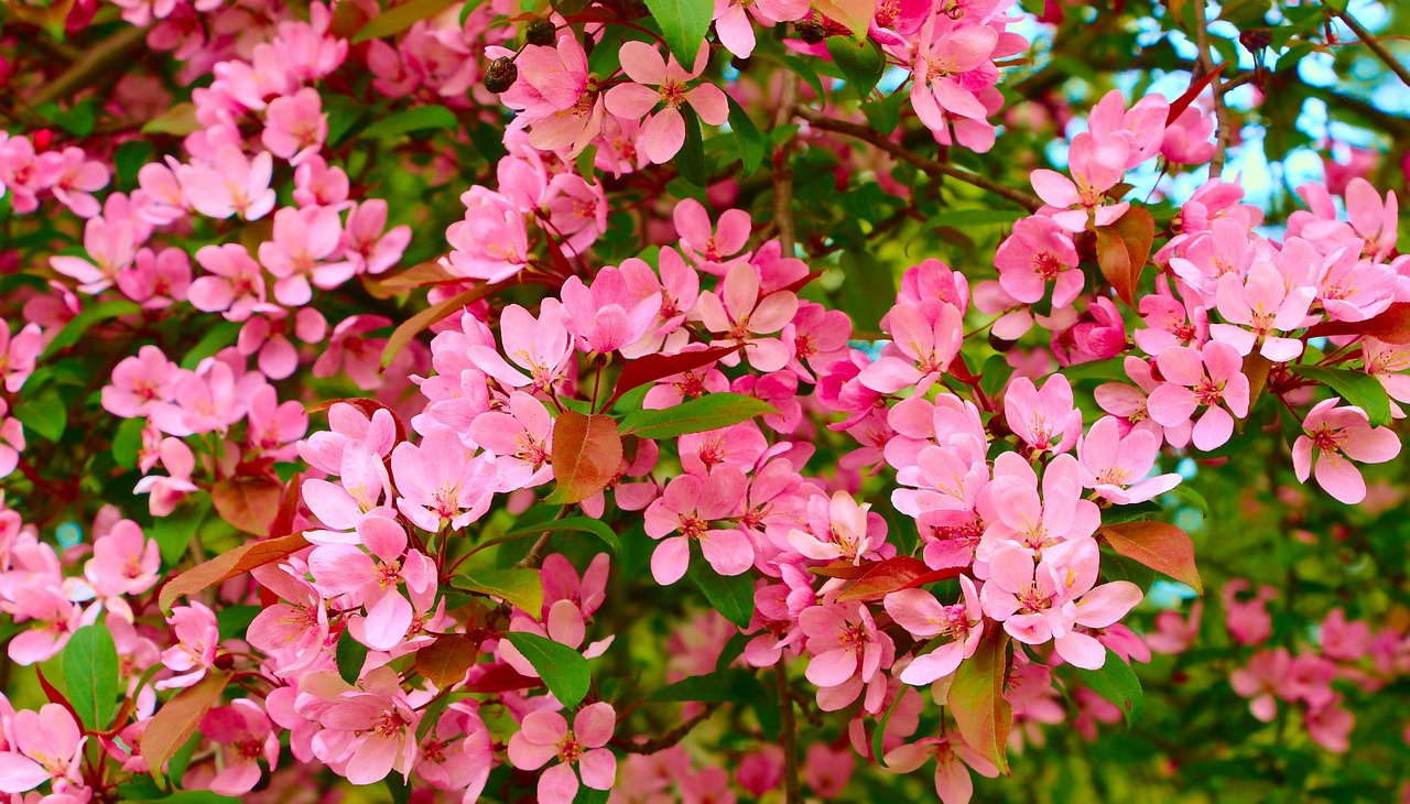 Flowers Fruit Tree Pink Free photo on Pixabay Pixabay