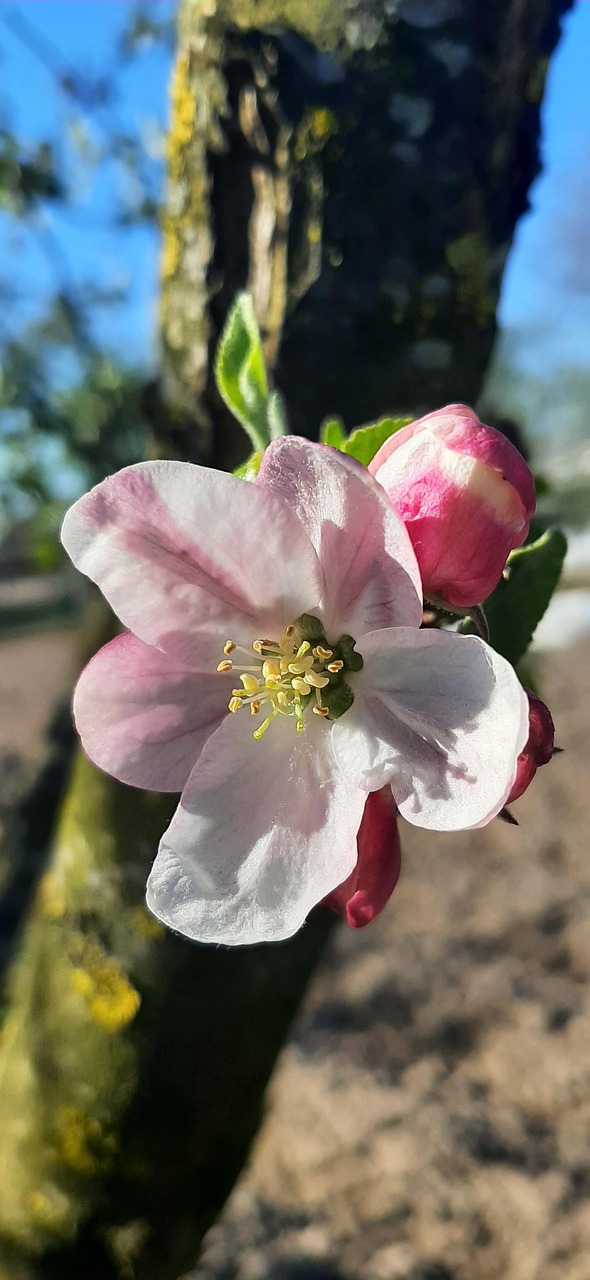 Apple Tree Flower Free photo on Pixabay Pixabay