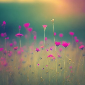 Free Wildflowers Nature illustration and picture