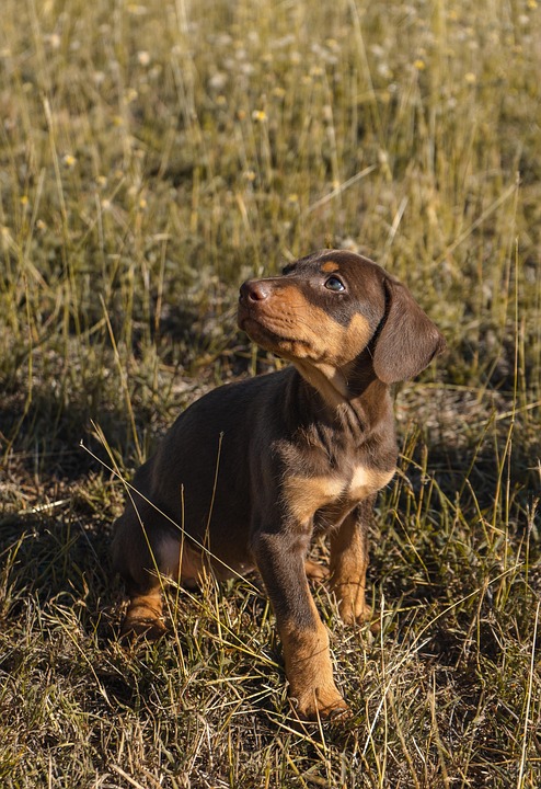 品种狗 犬类 吉祥物 - Pixabay上的免费照片 - Pixabay