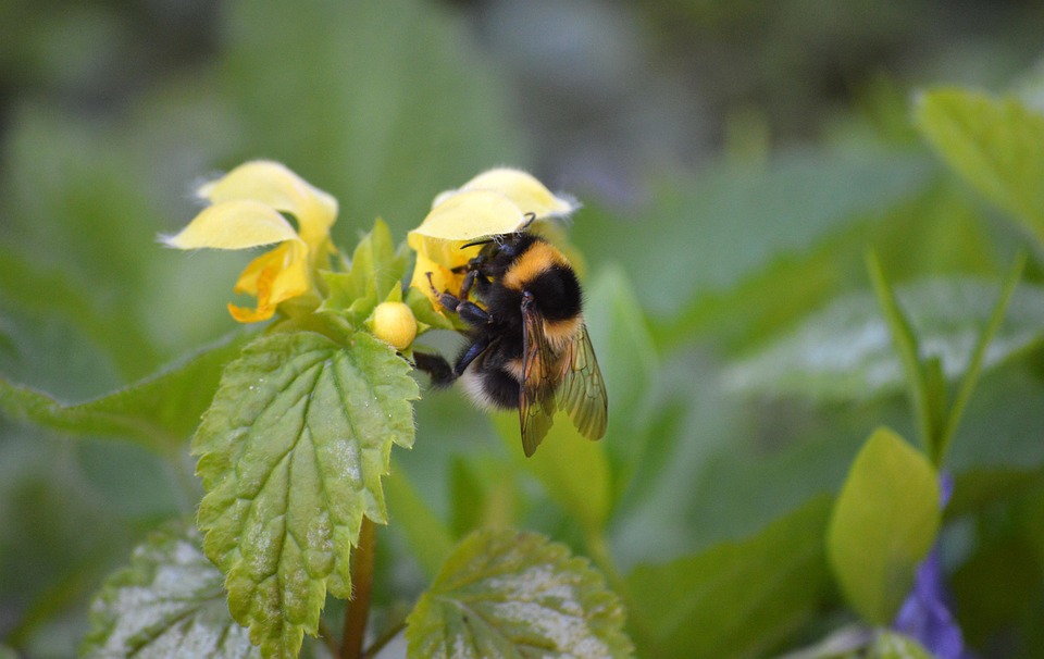 Bumblebee Insect Yellow Archangel - Free photo on Pixabay