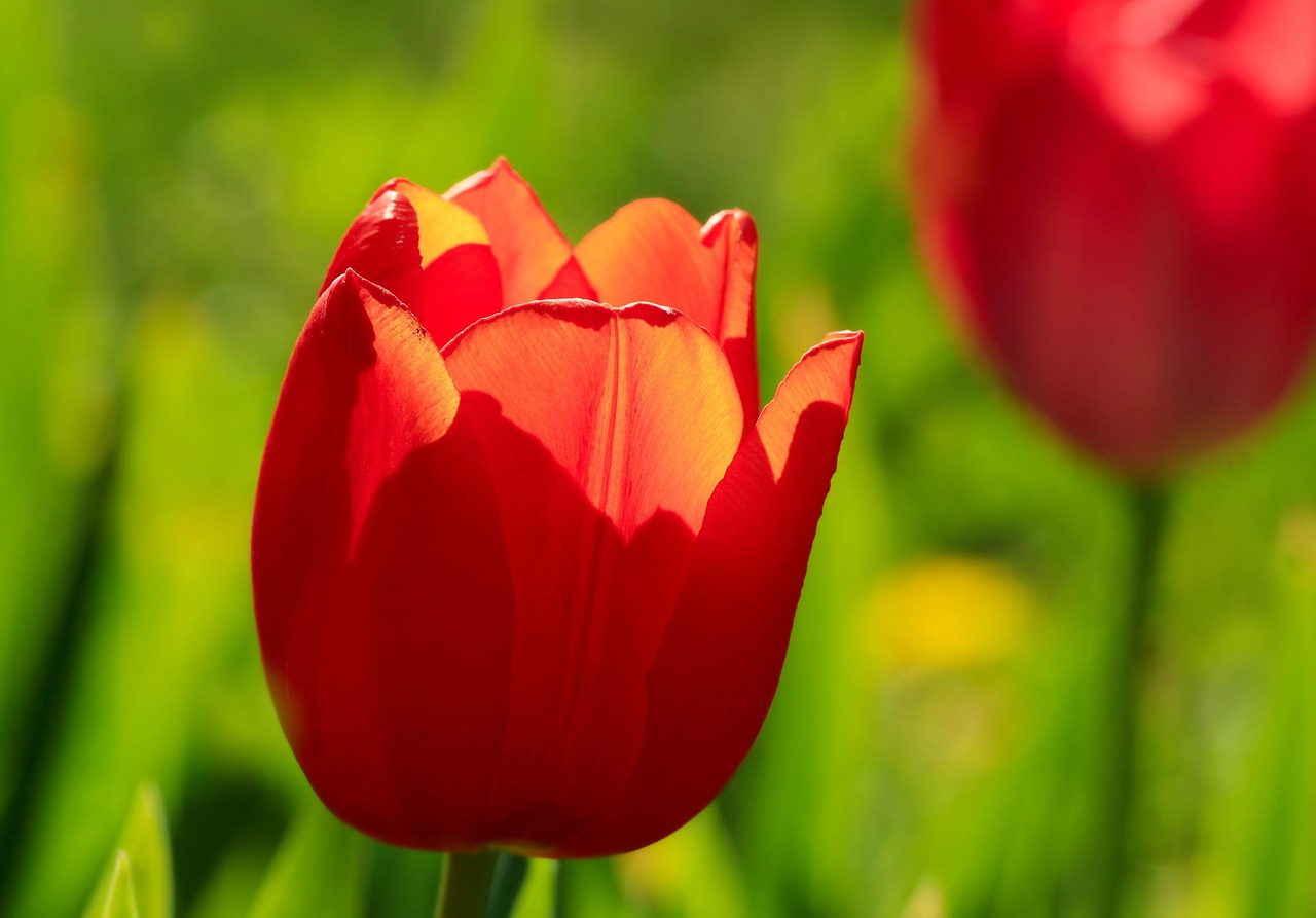 빨간 튤립 꽃 - Pixabay의 무료 사진 - Pixabay