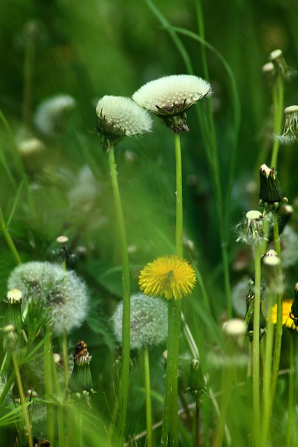 Flores, Dientes De Leon, Primavera