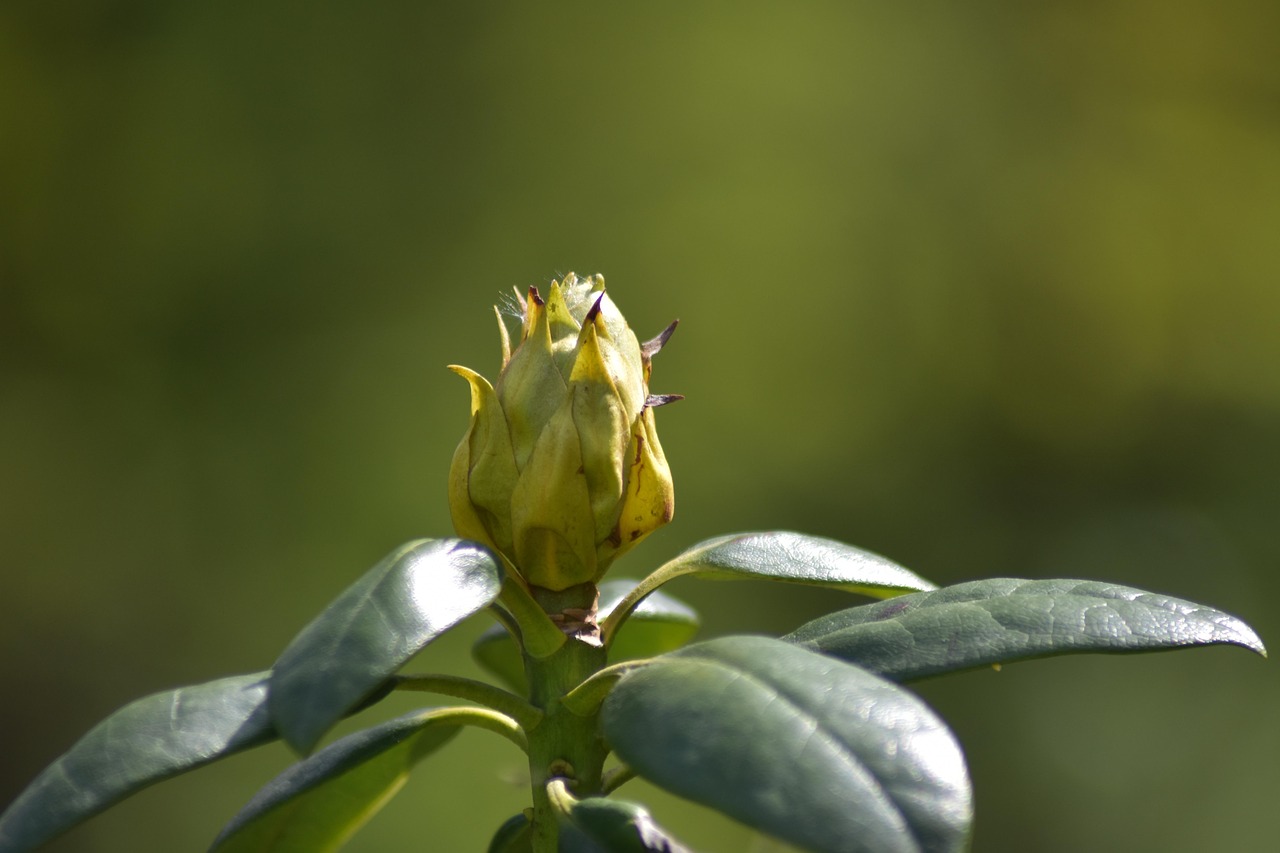 Flower Bud Blooming Free photo on Pixabay Pixabay
