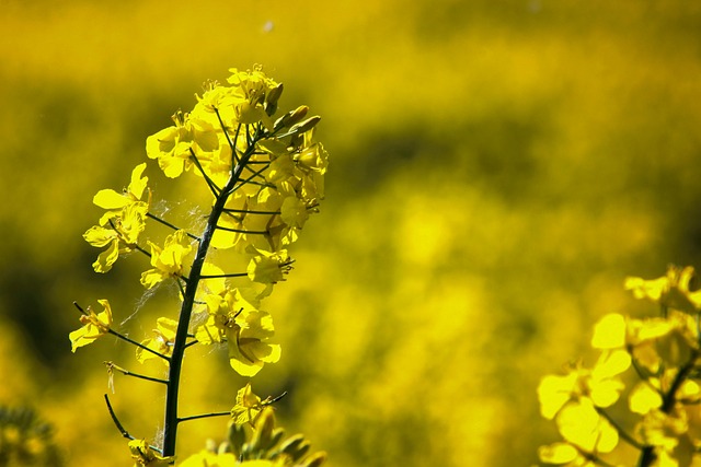 Colza, Campo, Prado, Flor, Flores