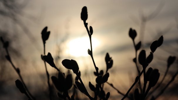 Magnolia, Forår, Haven, Buds, Tusmørke