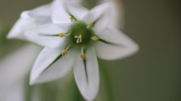 Klokke, Vintergæk, Blomst, Blomstre