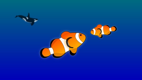 Free Orca Clownfish vector and picture