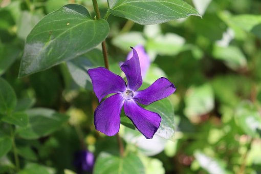 Free Flower Evergreen photo and picture