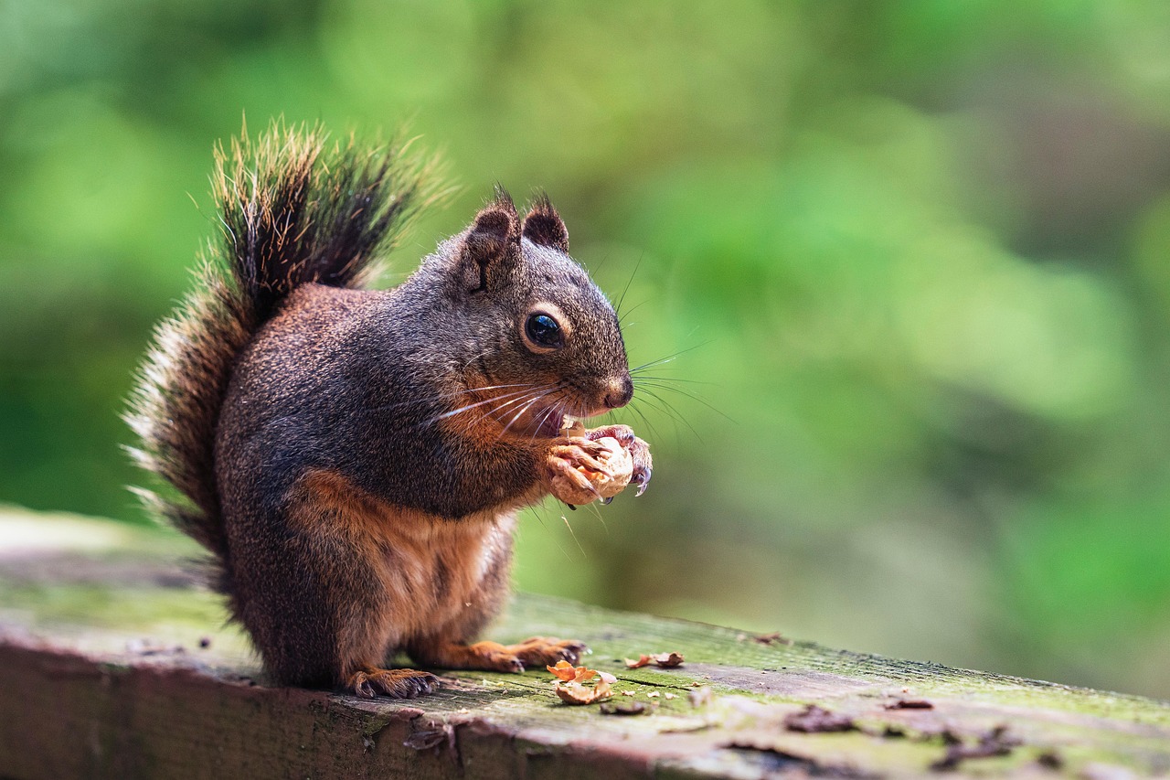 10 000 Free Frequent Visits From Squirrel Squirrel Images Pixabay 10 000 Free Frequent Visits From Squirrel Squirrel Images Pixabay