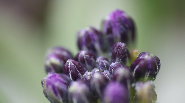 Primula, Blomster, Blomstre, Forår