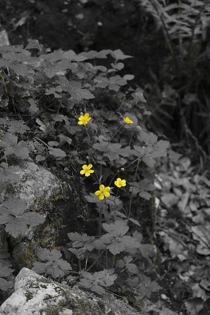 Flores, Primavera, Flor, Amarillo