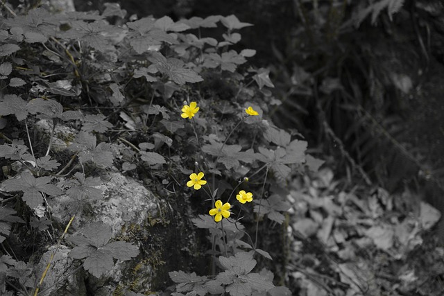 Flores, Flor, Naturaleza, Bosque