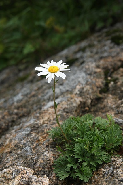 Flores Silvestres, Natureza