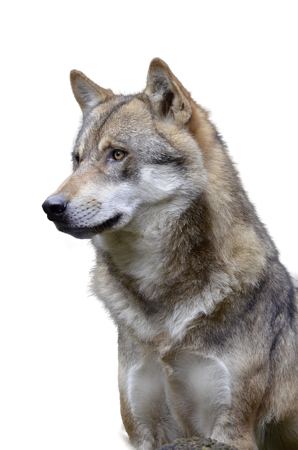 Hund, Dyr, Husdyr, Løp, Klipp Ut