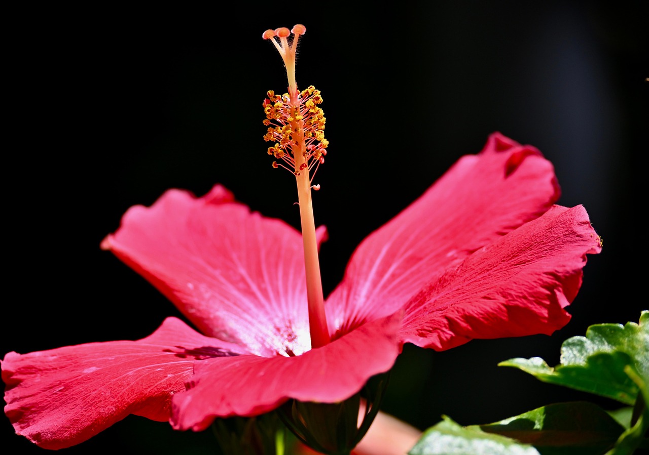 Flower Bloom Blossom Free photo on Pixabay Pixabay