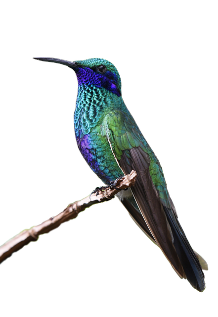 Kolibri, Fugl, Natur, Isolert, Klipp Ut