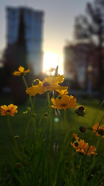 Free Flower Spring photo and picture