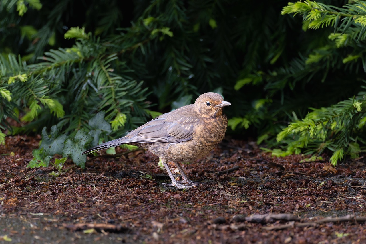 Miniopteridae Tree Tree Little Bird Feathered Animal - Free photo on Pixabay - Pixabay