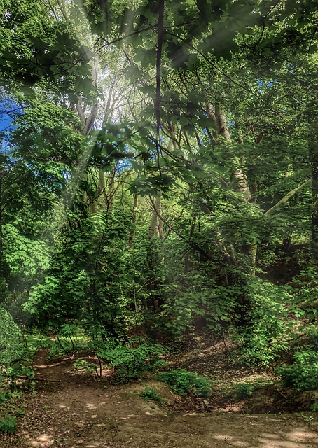 Free The Park Nature photo and picture