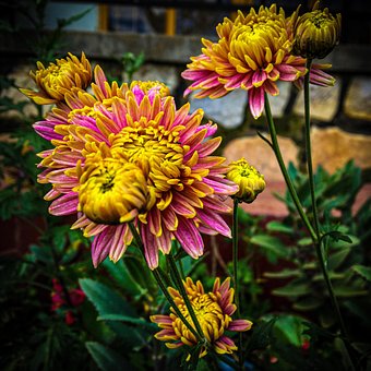 Free Flowers Flower photo and picture